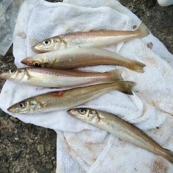 播磨新島のキス調査