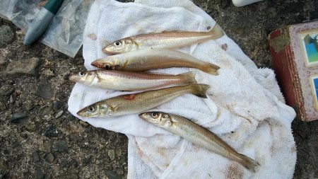 播磨新島のキス調査