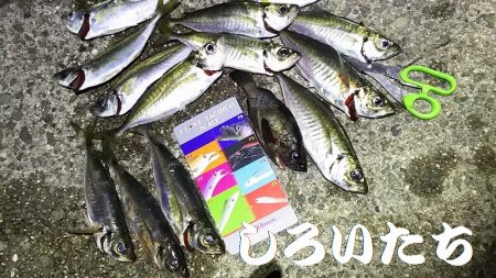 良いアジが釣れました。