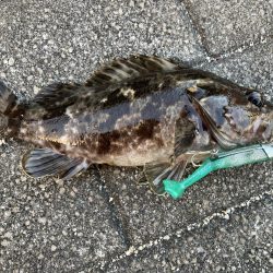 タケノコメバル