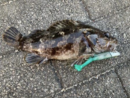 タケノコメバル