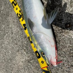 ベタ凪での釣行