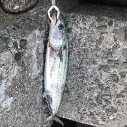 サワラチャレンジ