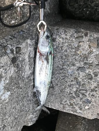 サワラチャレンジ