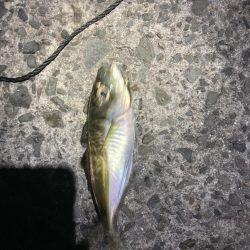 マアジ入れ食い