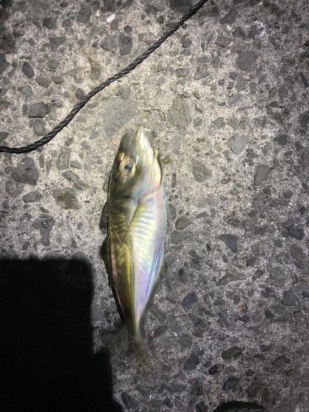 マアジ入れ食い