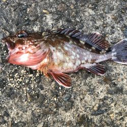 今年初のガシラ