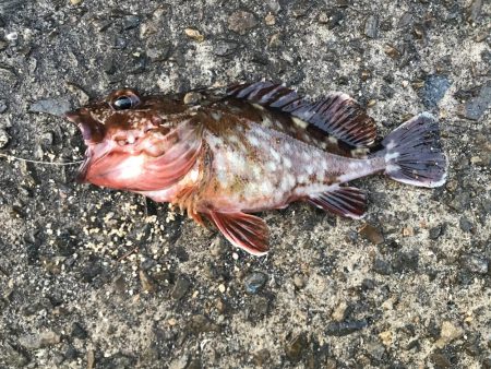 今年初のガシラ