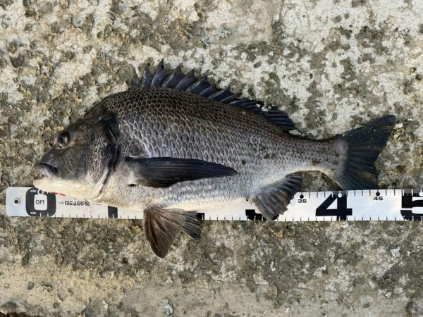 イチノ兄弟、釣果！