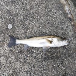 今年初シーバス