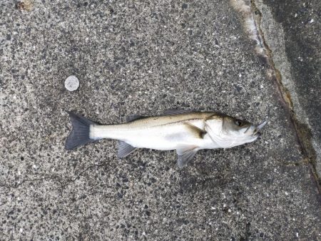 今年初シーバス