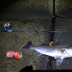 今日はボイルの出た場所で