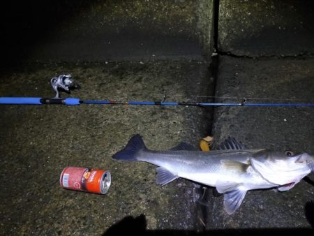 今日はボイルの出た場所で