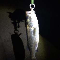 大潮明けたら活発に