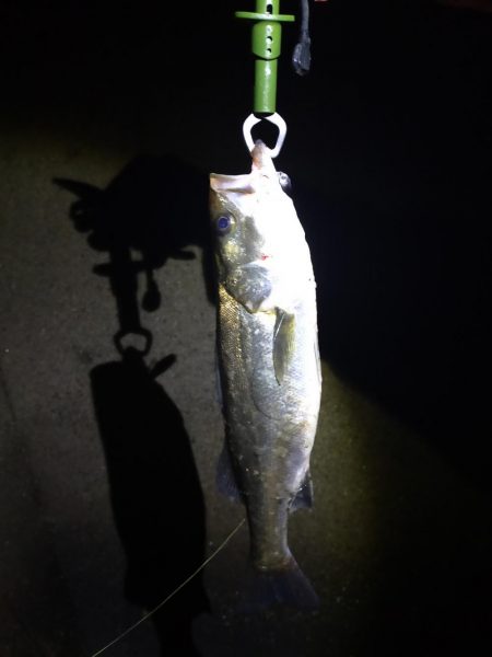 大潮明けたら活発に