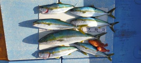 ブリっと出た～