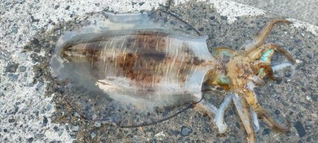 やっとキロイカ