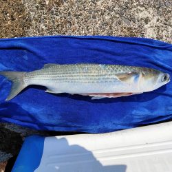 ダイソーメタルバイブでボラスレ