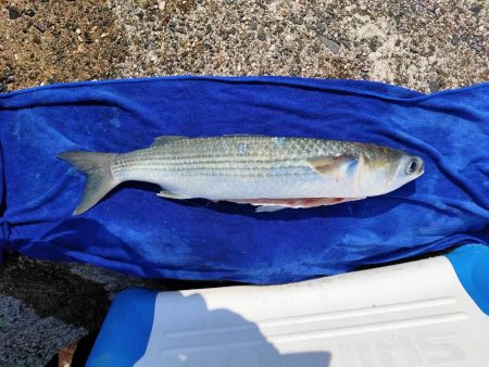 ダイソーメタルバイブでボラスレ