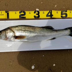 100均メタルバイブで60オーバー