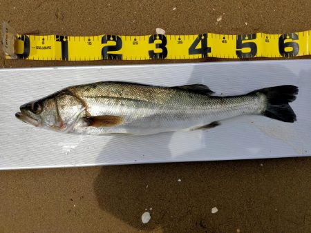 100均メタルバイブで60オーバー