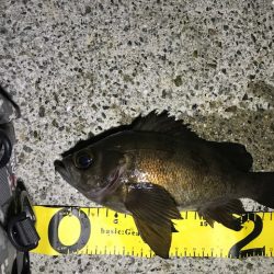 フロートにて尺メバル