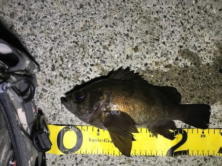 フロートにて尺メバル