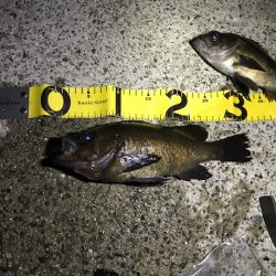 やっぱり尺越えは一匹でした