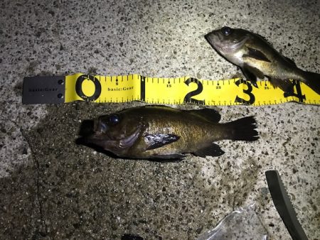 やっぱり尺越えは一匹でした