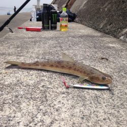 渋い中なんとかゲット!