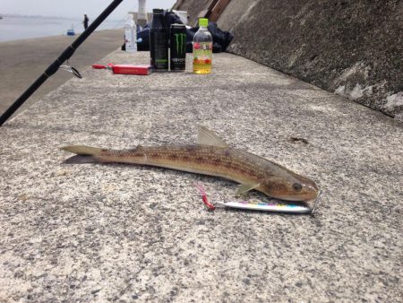 渋い中なんとかゲット！