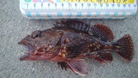 釣りデビュー　118日目