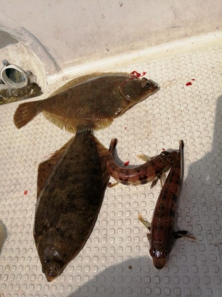 今季初カレイ釣り
