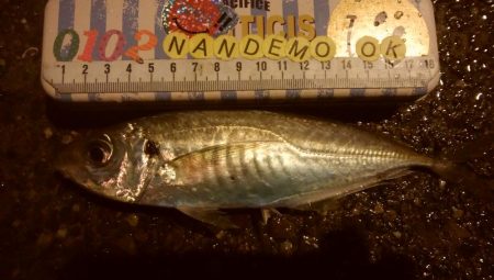 釣りデビュー　121日目