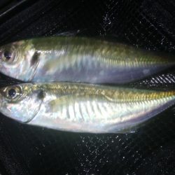 釣りデビュー　123日目