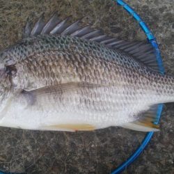 釣りデビュー　124日目