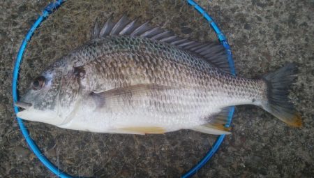 釣りデビュー　124日目