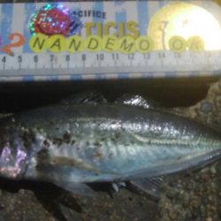 釣りデビュー　125日目