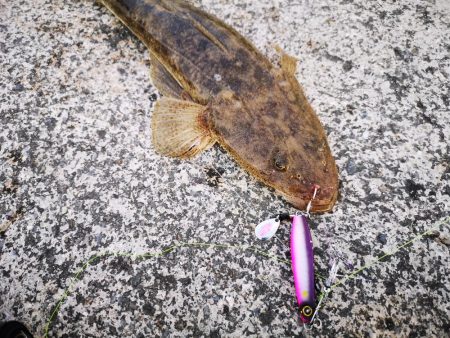 １０日ぶりにやっと釣れました