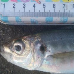 釣りデビュー　126日目