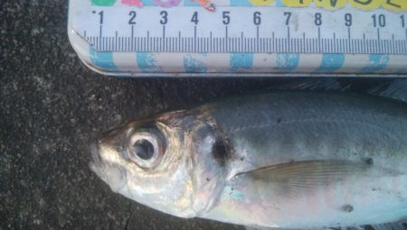 釣りデビュー　126日目