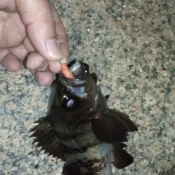 岸和田港メバリング