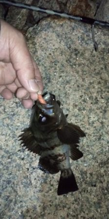 岸和田港メバリング