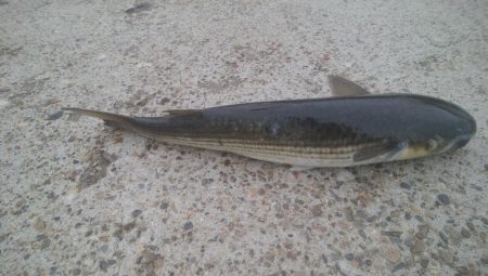 釣りデビュー　127日目