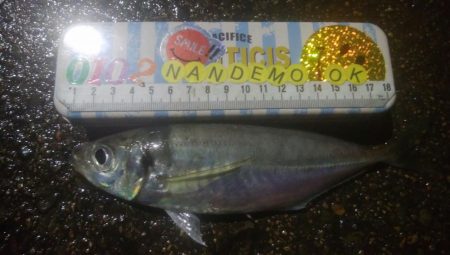 釣りデビュー　128日目