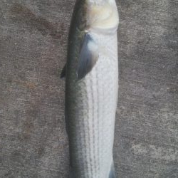 釣りデビュー 129日目