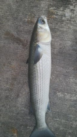 釣りデビュー　129日目