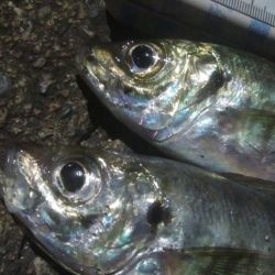 釣りデビュー　130日目