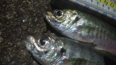 釣りデビュー　130日目