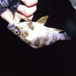 パワーイソメ無双